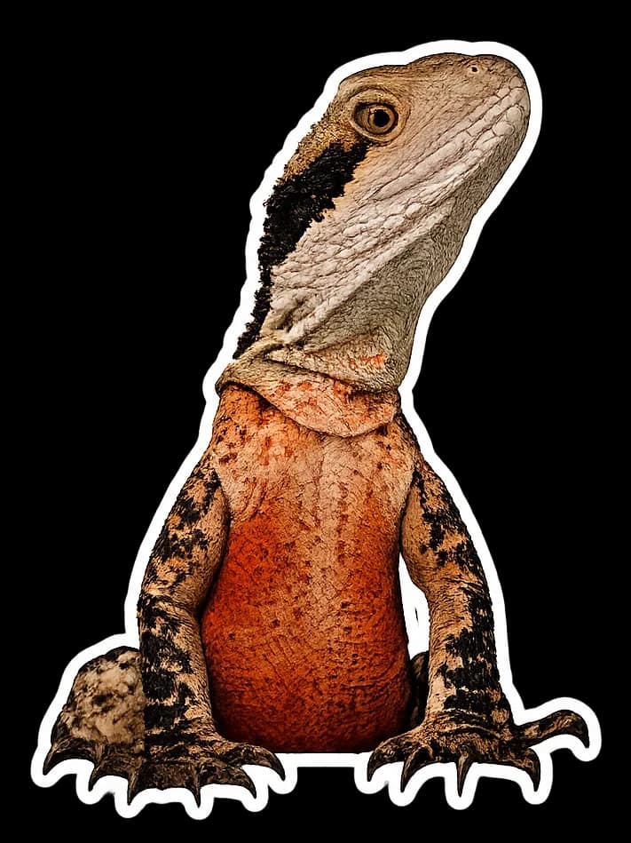 Sylvester, a wild water dragon, with pale head and rust-red belly.
