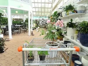 My Plants
