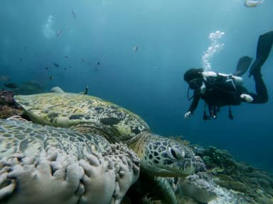 Scuba Diving