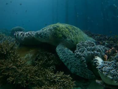 Scuba Diving
