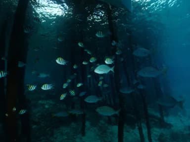 Scuba Diving