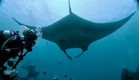 Scuba Diving