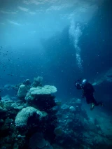 Scuba diver photographing branching corals on a reef, with another diver visible in the distance.