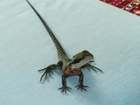 An Australian water dragon standing on a light blue fabric surface, long striped tail extended behind it.